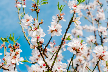 Beautiful bokeh white almond blossom, closeup with blue sky background