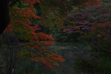 池と紅葉