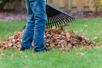 Raking leaves