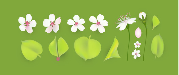 Apple and cherry flower and leaves set. Realistic blossom.