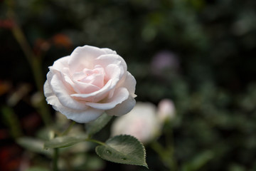 White rose in the back garden of the house