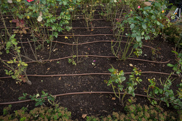 Irrigation system for flowers or vegetables in a garden, Park, or farm
