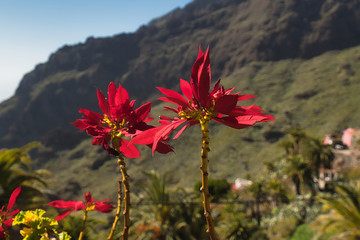 Weihnachtsstern auf Teneriffa