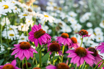 Deformed coneflower