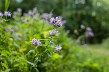 Bee Balm