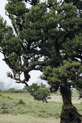 tree in spring