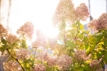 Hydrangea arborescens in the back garden of the house