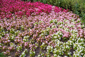 Begonia arborescens in the back garden of the house