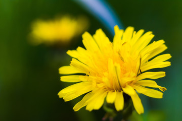 spring dandelions in a green meadow in spring