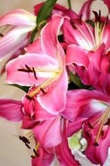 Fototapeta na wymiar bouquet of flowers pink lily