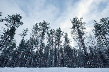 Fototapeta na wymiar Trees with snow covered in gloomy on winter