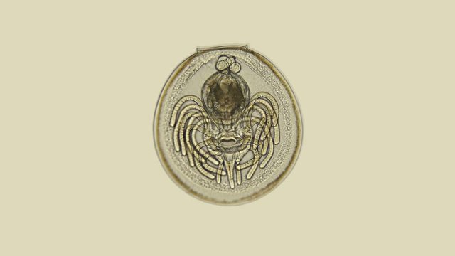 Placotrophic juvenile stage of the linguliform brachiopod under a microscope, a type of the oldest marine invertebrate animal, resembles Bivalvia