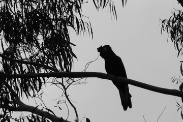 Yellow-tailed black cockatoo.