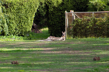 Kangaroo and rabbits.