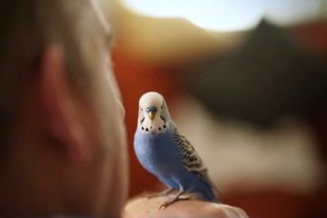  Tame cute blue talking budgerigar on hand at human owner     