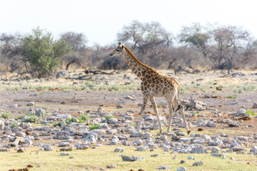 Girafes en liberté en Namibie