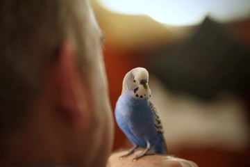  Tame cute blue talking budgerigar on hand with human owner     