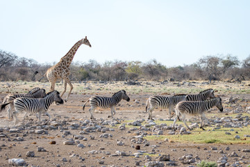 Fototapeta na wymiar Girafe et zèbres en liberté en Namibie