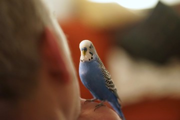  Tame cute blue talking budgerigar on hand at human owner     