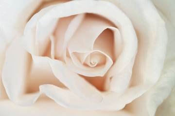Rosebud romantic macro flower blooming closeup wallpaper