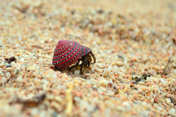 Hermit crab walking traveling on sand close-up. Soldier-crab looks out of shell walking on beach send close up. Little wild sea animal closeup. Pagurian. Sea creature close-up. Home with you concept.