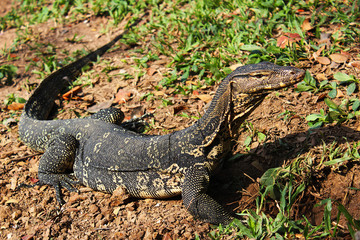 Varanus salvator rested on the ground in the park