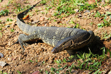 Varanus salvator rested on the ground in the park