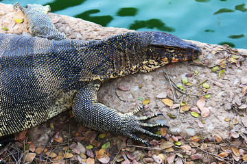 A big Varanus salvator rested beside a pond in the park