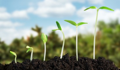 Seedlings.