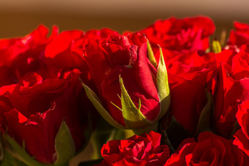 Rote schöne Rosen in Makro