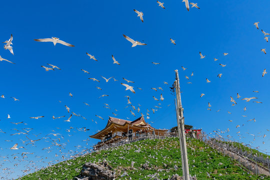 青森県八戸市蕪島 春のうみねこ繁殖地 Adobe Stock でこのストック画像を購入して 類似の画像をさらに検索 Adobe Stock