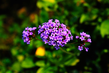 Obraz premium Beautiful little purple flowers