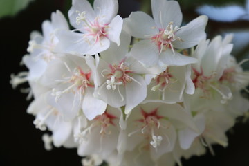 ドンベア・ティリアケア