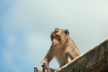 monkey is watching his friend