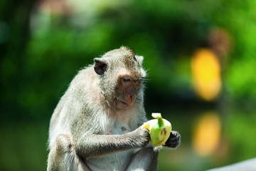  monkey eating banana is the main food