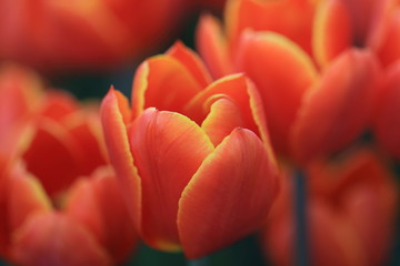 オレンジ色のチューリップ