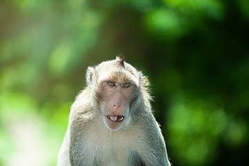 monkey is watching his friend