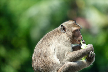 monkey eating banana is the main food