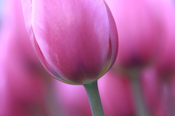 ピンクのチューリップ