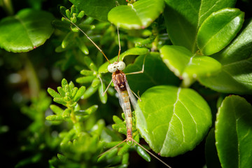 Mayfly on green leaves