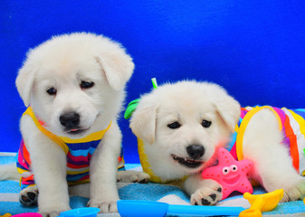 two puppies with swimsuit