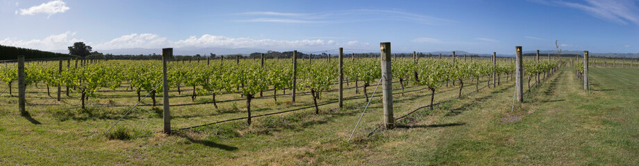 Fototapeta na wymiar Martinborough New Zealand. Winetrail. Vineyard. Wineries. panorama 