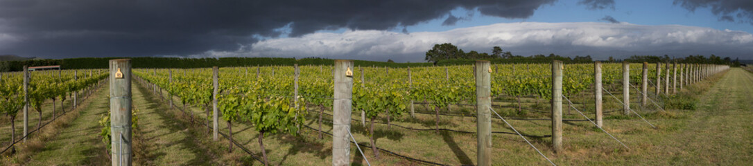 Fototapeta na wymiar Martinborough New Zealand. Winetrail. Vineyard. Wineries Panorama. Agriculture.
