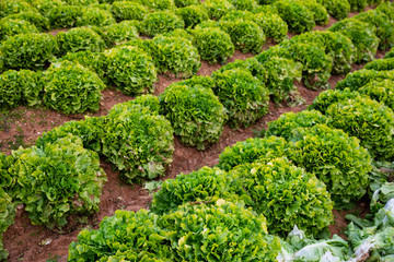 Green lettuce plantation