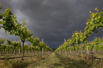 Fototapeta na wymiar Martinborough New Zealand. Winetrail. Vineyard. Wineries. Dark rainclouds. Agriculture.
