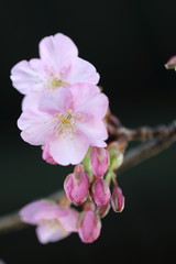 河津桜（縦、黒バック、マクロ）