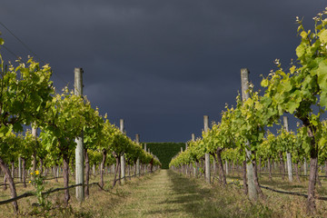 Martinborough New Zealand. Winetrail. Vineyard. Wineries. Dark rainclouds. Agriculture.