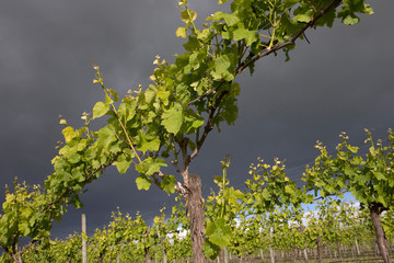 Martinborough New Zealand. Winetrail. Vineyard. Wineries. Dark rainclouds. Agriculture.