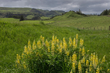 Landscapes on Highway 1 New Zealand Northisland Hills lupines