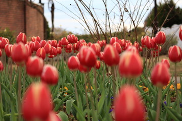 Obraz premium colorful tulips in the park ,japan,tokyo
